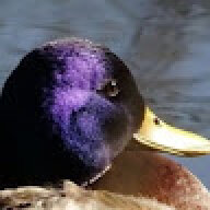 purpleduggy