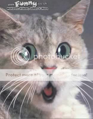 surprised_cat_gato_sorprendido_katz.jpg